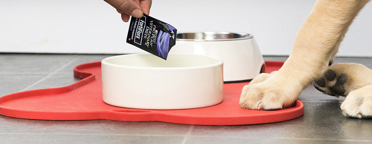 Maakt een probioticum mijn hond of kat beter?
