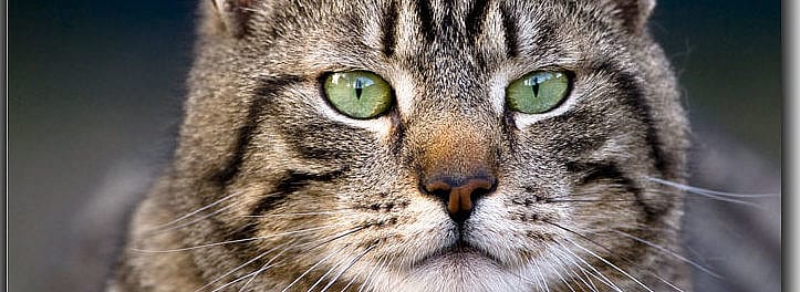 Vieze ogen (ooguitvloeiing) kat