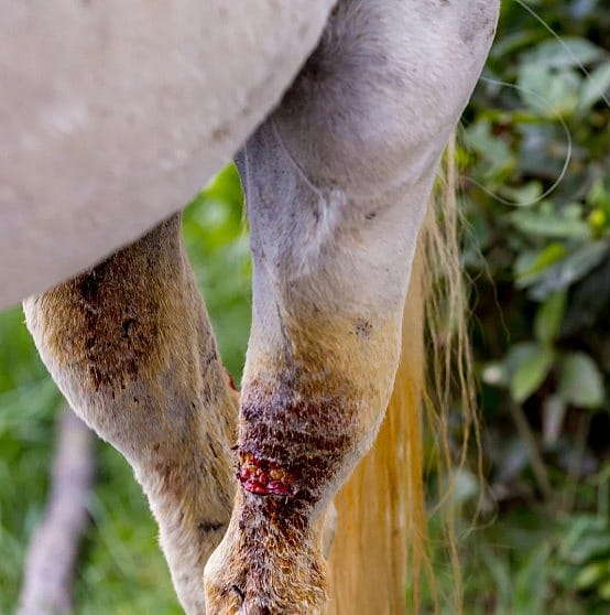 Wond- en huidverzorging paard: zo doet u dat veilig