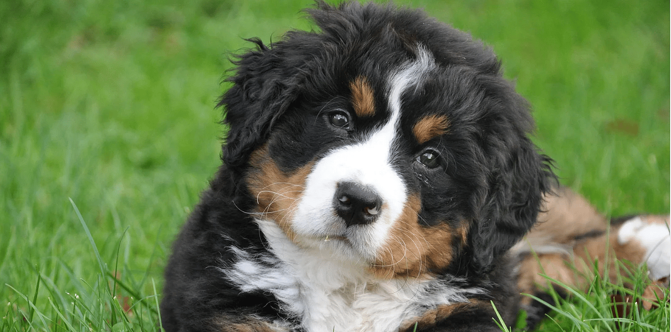 Schildklierproblemen bij honden: herken en behandel op tijd