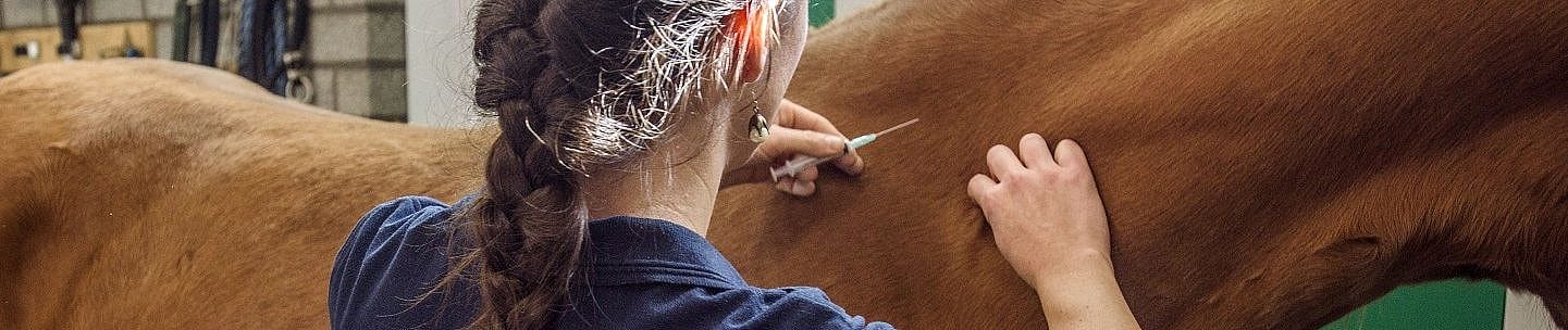 Nieuwe regels vaccineren paard