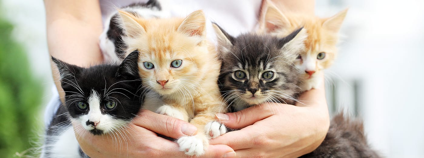 Dodelijke kattenziekte in Nederland