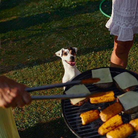 Veilig barbecueën met een huisdier: zo houdt u hond, kat en andere dieren uit de gevarenzone