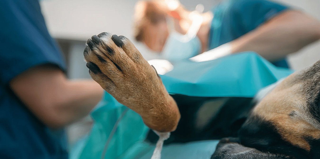 Spoedgevallen bij dieren: wat is wel en wat is geen spoed?