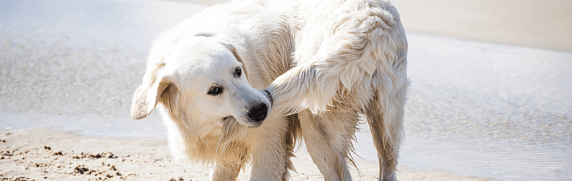 Waarom rijdt mijn hond sleetje?