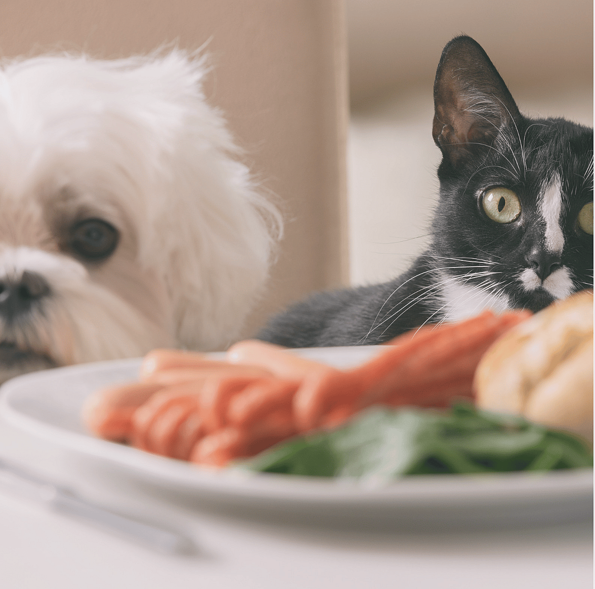 Voedingshypes voor hond en kat