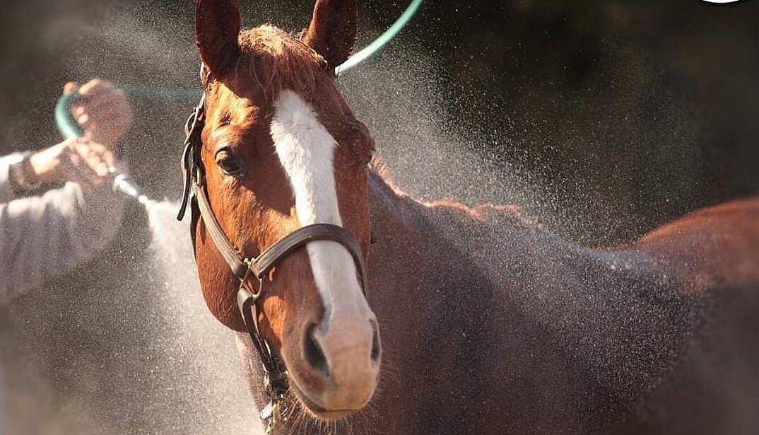Coole paardentips bij mooi weer