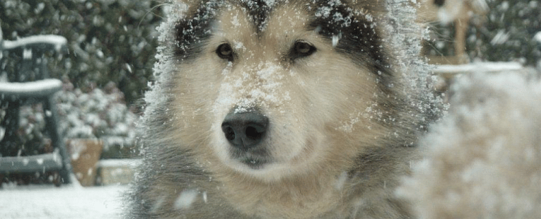 Winterse sneeuwtips voor de hond