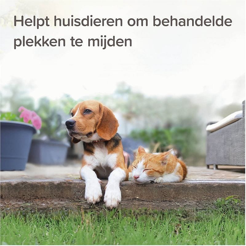 hond, kat, tuin, beest, dagen
