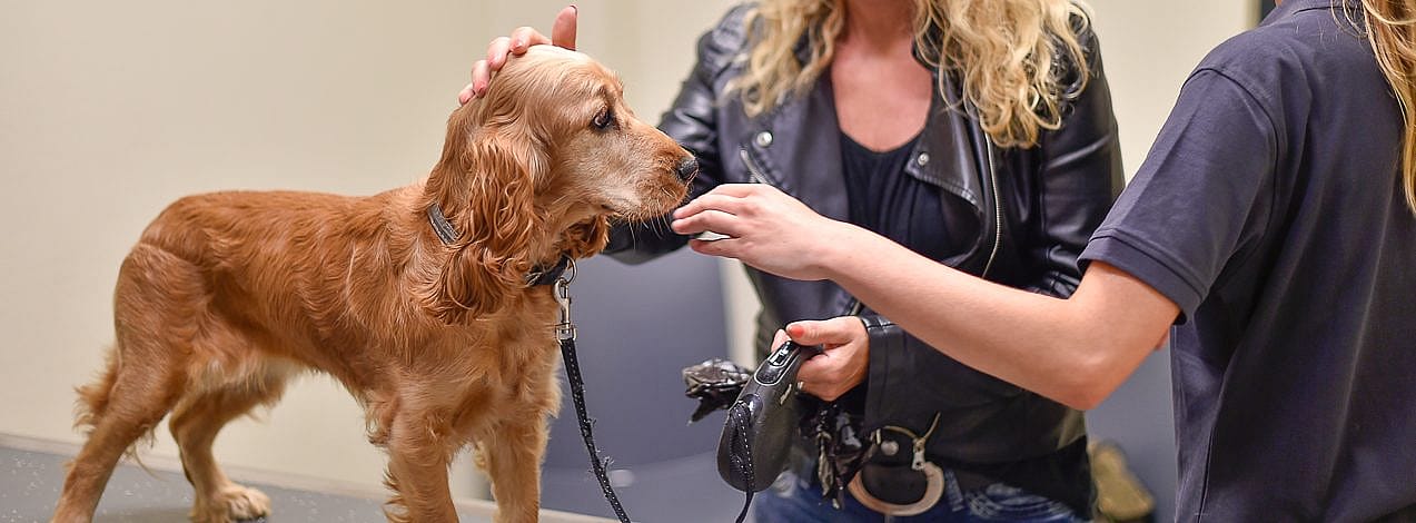 Normale cyclus teef