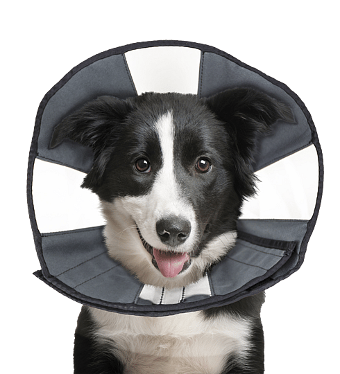 ZenPet ProCone Soft Recovery Kraag Maat Large