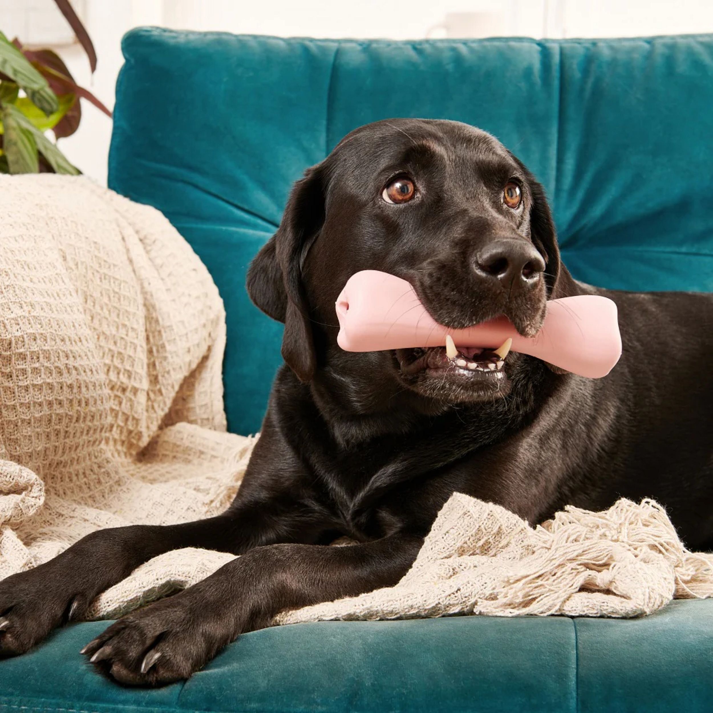 hond, lab