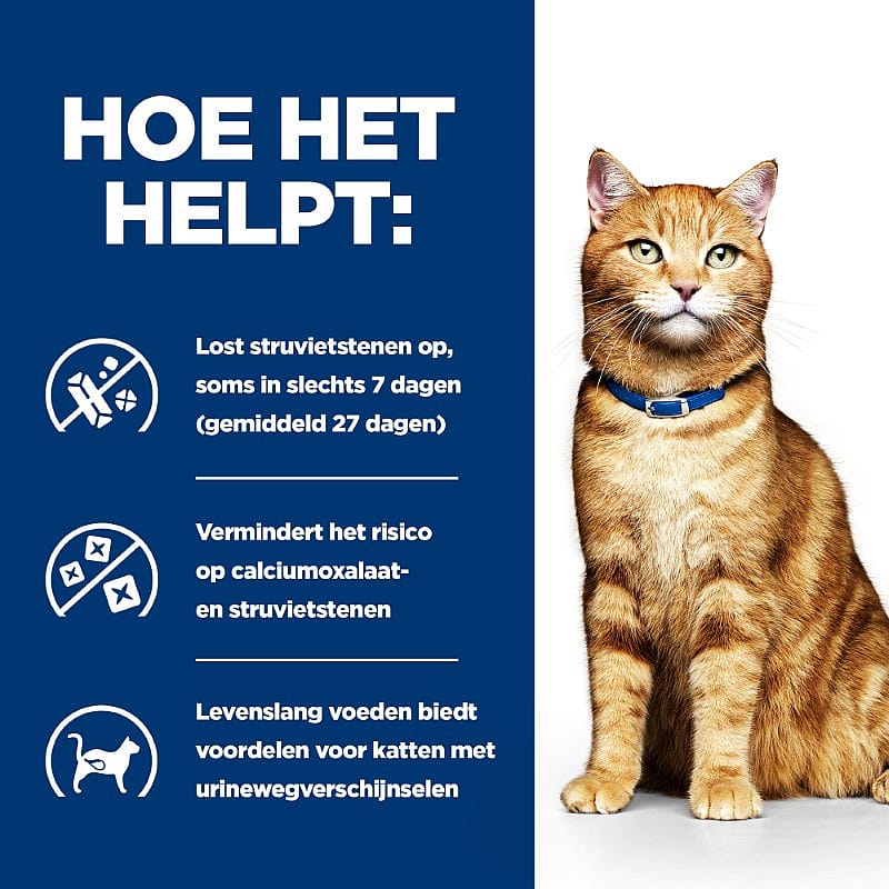 kat, huisdier, kattenhalsband, blauwband, oranje ka, dierenposter