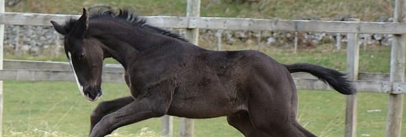 Röntgenkeuring jonge paard