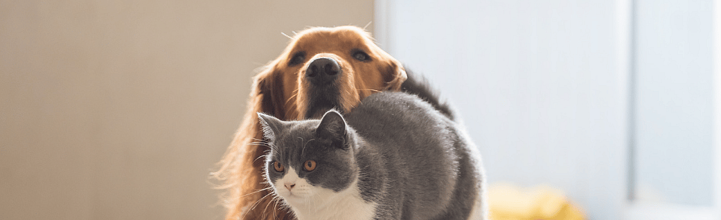 Check-hond-kat