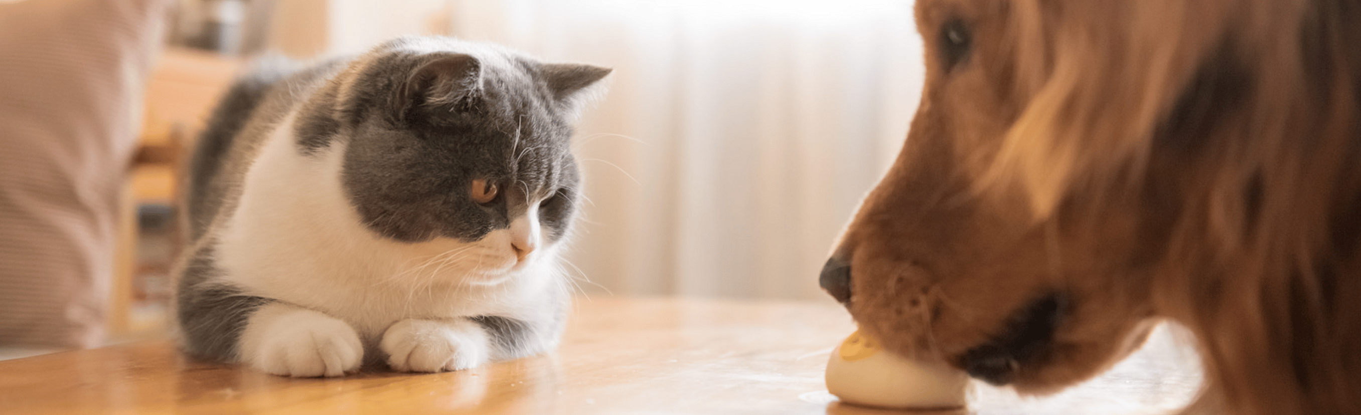 Gezondheidssnack-van-de-dierenarts-hond-kat