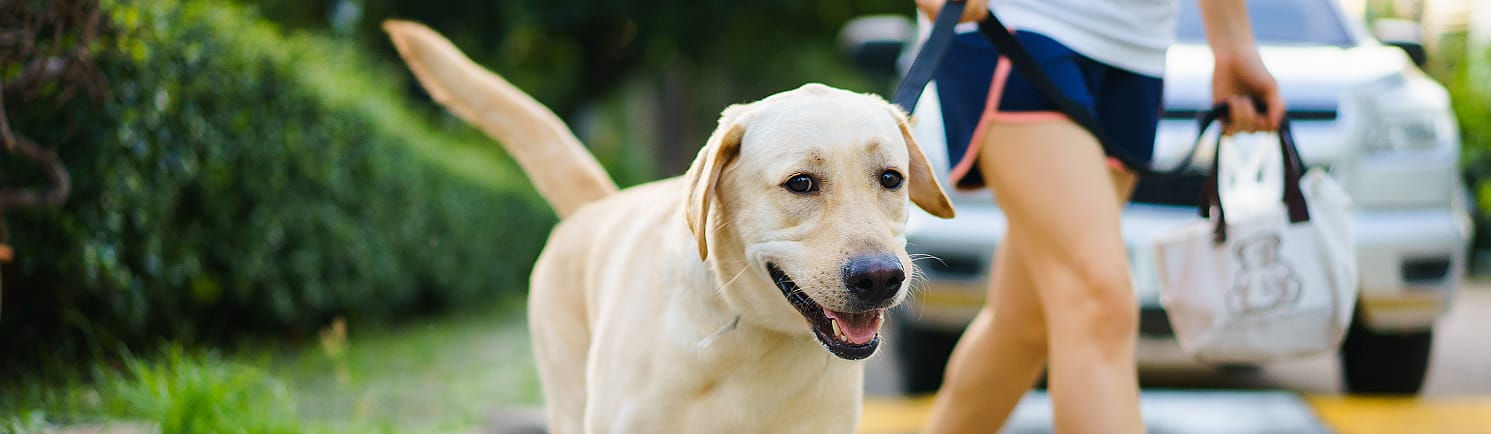 Lekker er op uit met uw hond