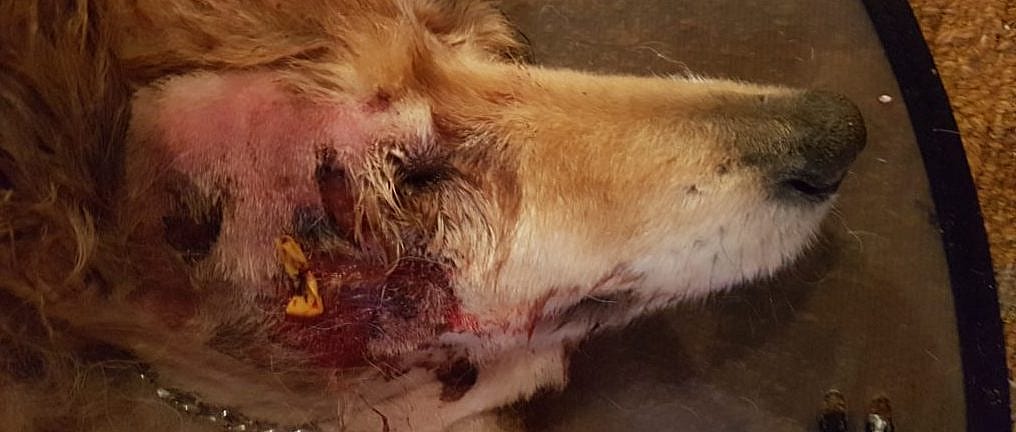Retrobulbair abces oog hond