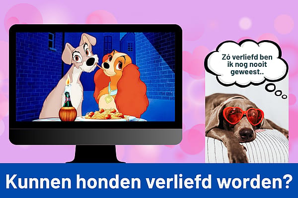 Kunnen honden verliefd worden? Over hondenhechting en datingfantasieën