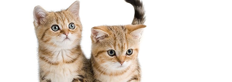 Voedingsschema kitten