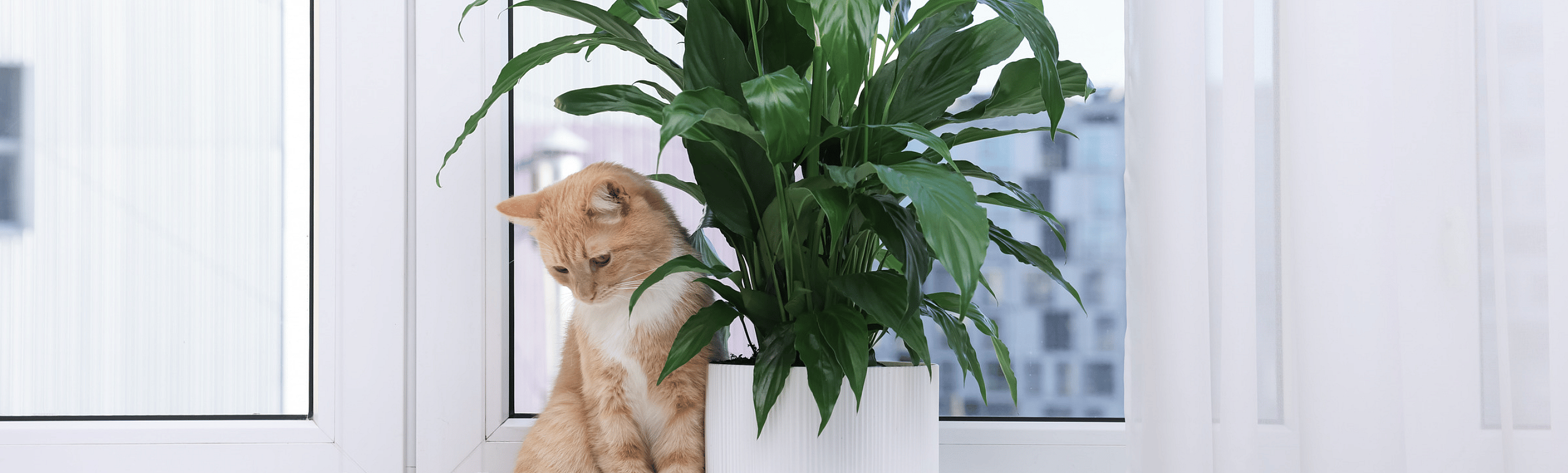 Lelie vergiftiging bij katten: waarom dit altijd spoed is