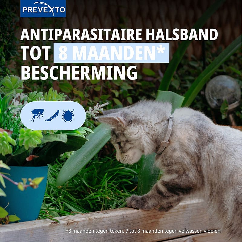 kat, tuin, kattenhalsband, parasietbescherming, band