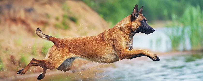 Bewegen belangrijk voor honden