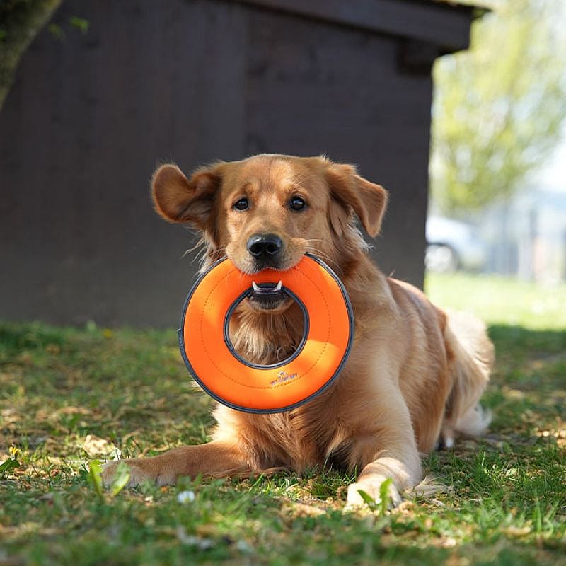 dog, pet toy, ring toy, oranje ring, buiten