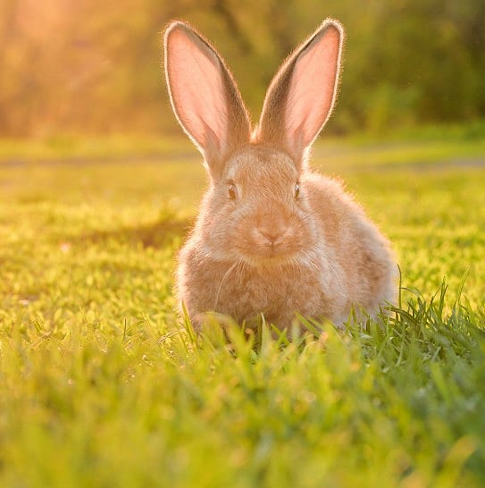 Hitte bij konijn, cavia en knaagdier: extra opletten bij warm weer