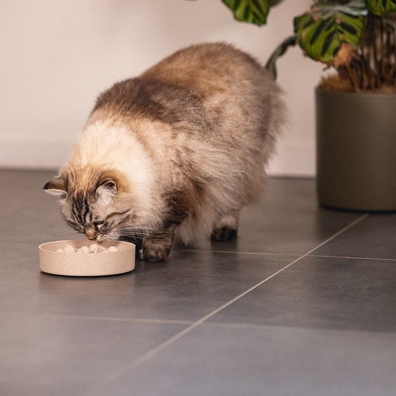 kat, kattenvoer, huisdier, voerbak, troostvoer