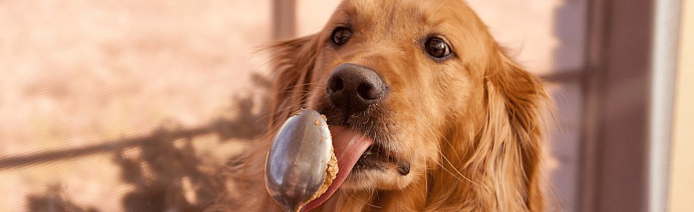Mag mijn hond pindakaas hebben?