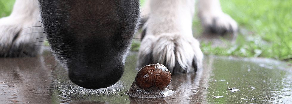 Slakken gevaarlijk voor hond en kat