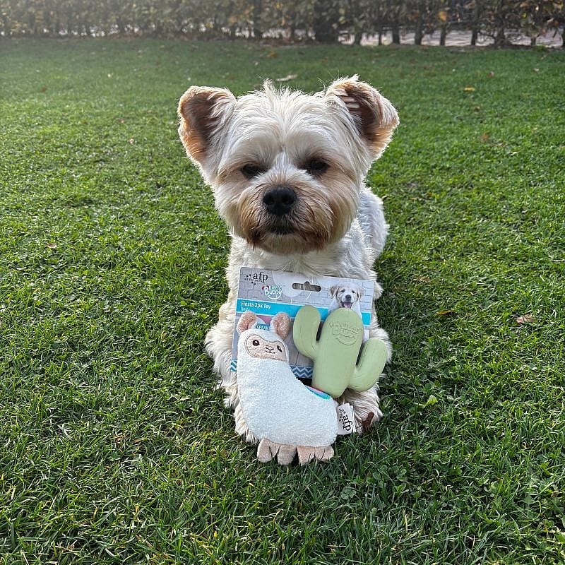 AFP Little Buddy Fiësta Lama Hond Puppy