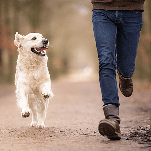Gewrichtsstijfheid en pijn bij hond en kat in de winter