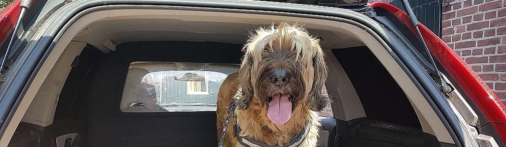 Fijn autorijden voor de hond