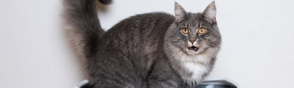 Constipatie bij de kat