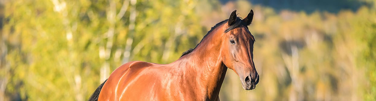 Influenza griep paard