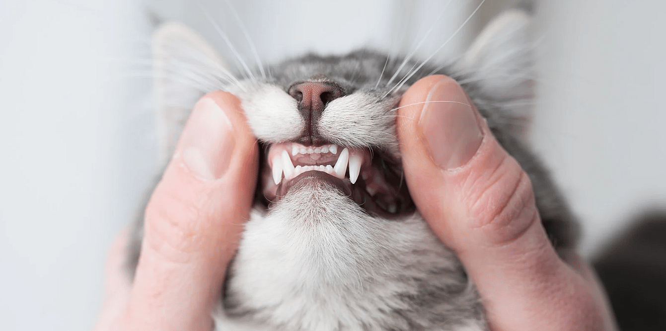 Leeftijd van kittens en katten bepalen