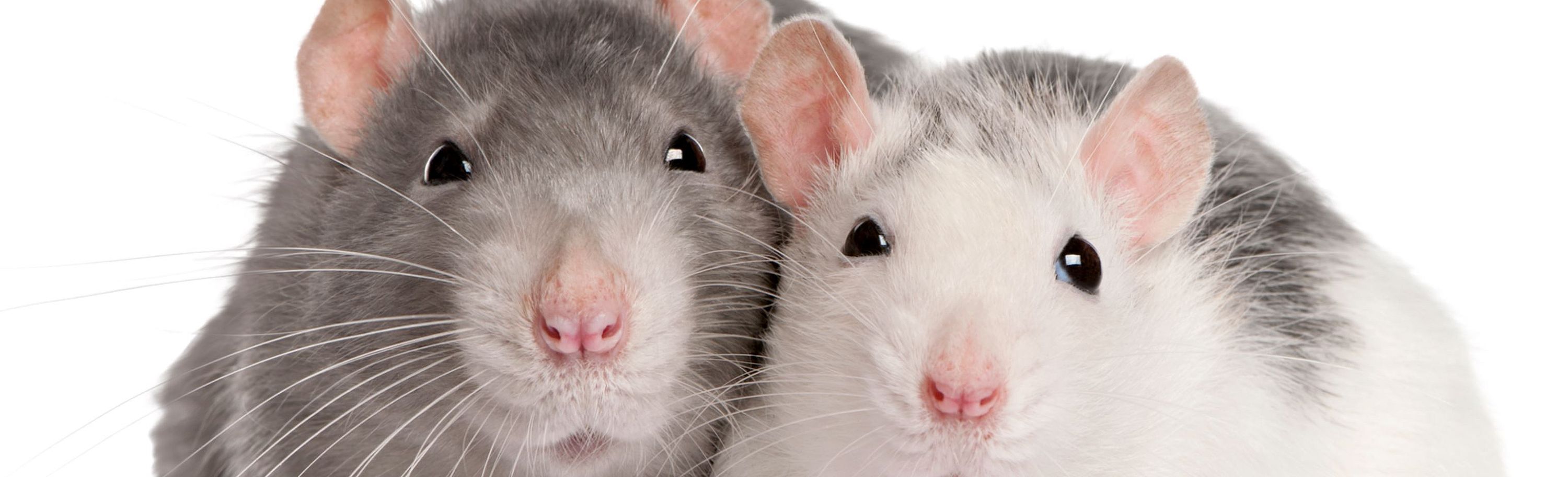 Tumoren bij de rat