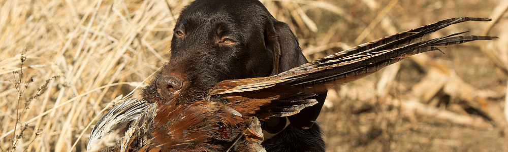 Vogelgriep gevaar hond en kat