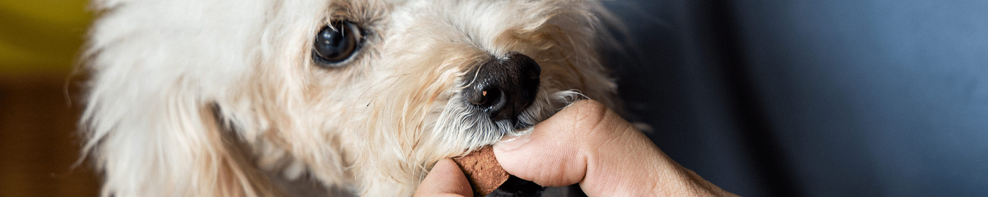 Vinger, Hondje, Hond, Huisdier, Puppy