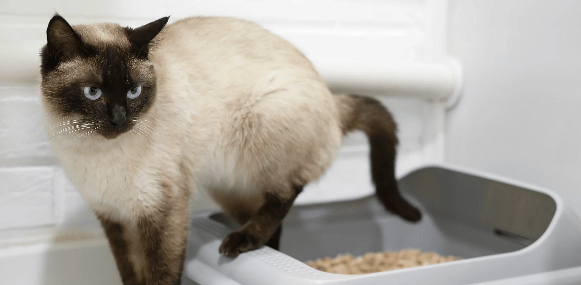 Urinary voeding voor katten: wanneer kiest u blaasdieet?