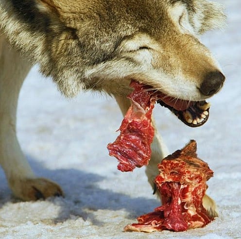 Eten zoals een wolf? Waarom het natuurlijke dieet niet de norm is voor uw hond
