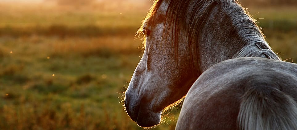 Horzellarven bij het paard