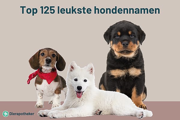 Wat zijn nu de leukste hondennamen?