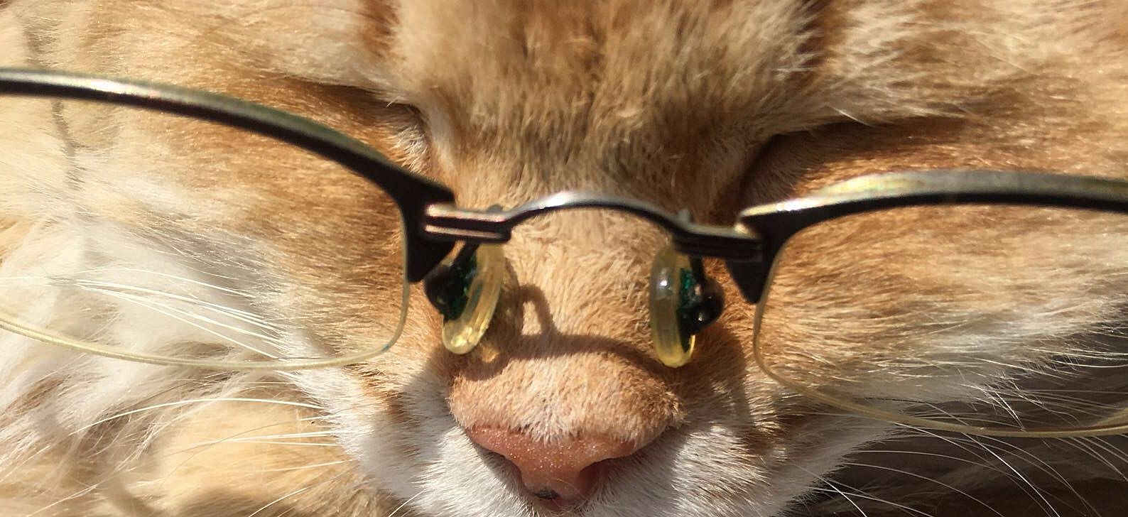 De oudere kat