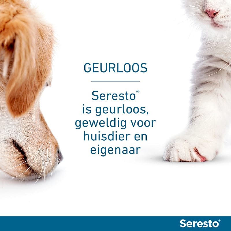 AE - Seresto Halsband Vlooien en Teken Hond lichter dan 8 kg - 1 x 38 cm (1-pack)