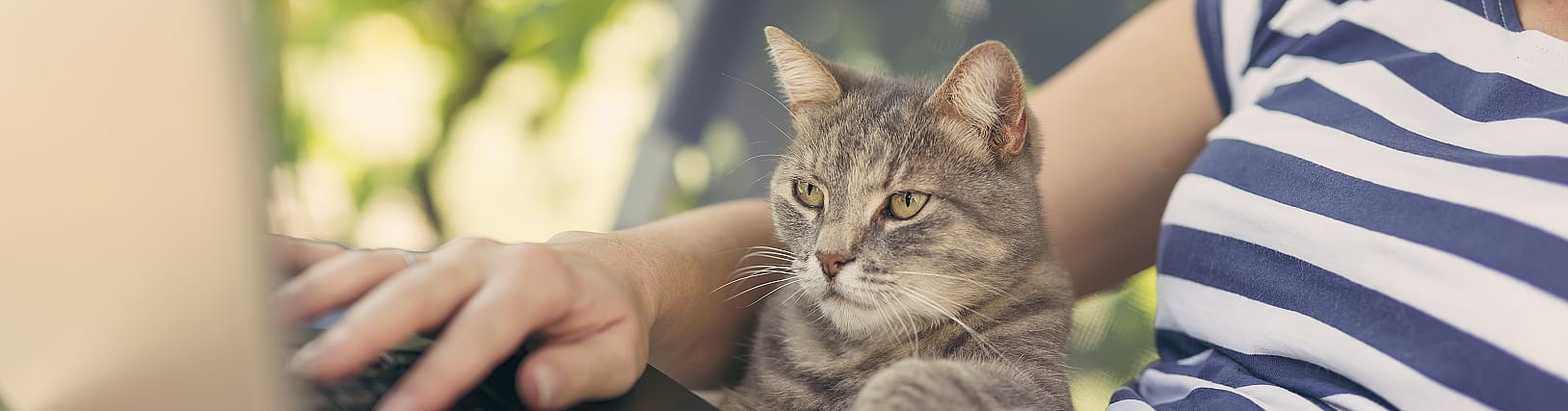 Meer stress bij kat door thuiswerk baasje