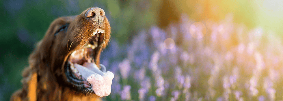 9 Tips voor honden met hooikoorts
