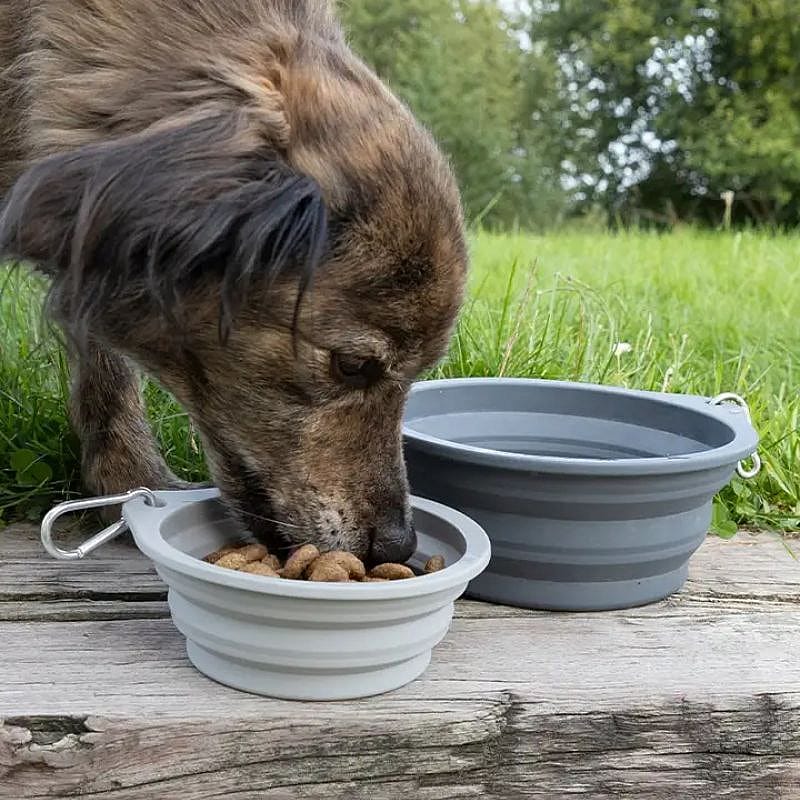 hondenvoer, voerbak, honden, dier, voerbakje